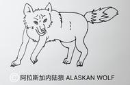 阿拉斯加内陆狼（世界上体型最大的狼）