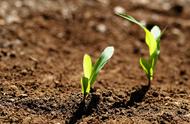 有机质和土壤肥力关系（土壤有机质高低与有效成分的关系）