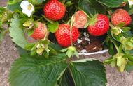 露天能种植的草莓晚熟品种有哪些（哪个草莓品种高产早熟且适合露天）