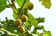 种植猕猴桃几年挂果（猕猴桃一棵能结果吗）