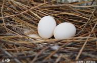 鸽蛋孵化多少天出壳（幼鸽1-30天图片）