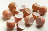 鸡蛋壳是不是最好的补钙产品（鸡蛋壳可以补钙吗对人体有啥危害）