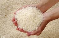 粳米和籼米哪个煮饭好吃（粳米和籼米哪个好吃）