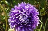 生紫苑的功效和作用（紫菀和紫苑是一种药材么）