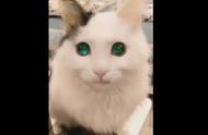绿色眼睛的猫贵吗（蓝眼睛的猫贵还是黄眼睛贵）