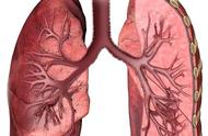 肺的外形与位置（肺的体表解剖位置及图解）