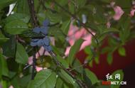 桂花籽种植方法图解（桂花籽的正确种植方法）