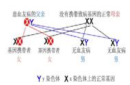 怎样判断是血友病（血友病长大了后有什么症状）