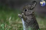 世界上最小的兔子（又软又水的小兔兔）