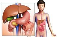 肝脏在肋骨图片位置图（肝脏位置图真人）