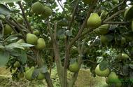 盆栽柚树的栽培方法（柚树适合在哪里种植）