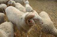怎样便宜买种羊（种羊价格怎么卖）