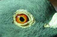 成年鸽怎么看鸽眼瞳孔（公鸽和母鸽眼睛特征照片）