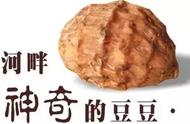 哪些种子经过加工后可以食用（种子烘干后能有什么作用）