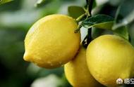柠檬的种植方法与技术（柠檬的种植和养殖方法）