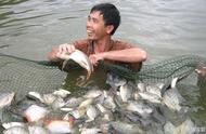 一亩鱼塘混养能养多少桂鱼（5亩水面能养殖多少桂鱼）