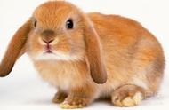 几月的兔子最旺最厉害（2023年兔命很苦吗）