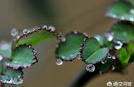 春雨贵似油的含义是什么（春雨贵如油整首诗什么意思）