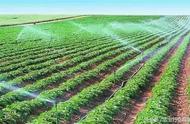水田农业和灌溉农业有什么区别（农业分为灌溉农业和什么）