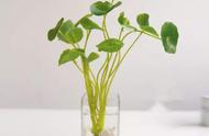 蕨类植物可以直接水培吗（蕨类水培还是土培）