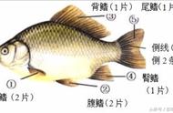 鱼的胸鳍和腹鳍分别有什么作用（鱼的腹鳍对鱼来说是有什么用处）