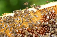 蜜蜂的发育要经过哪四个时期（蜜蜂发育的四个阶段是什么）