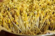 黄豆芽最简单的种植方法（种黄豆芽的方法和过程图片）
