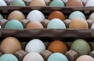 鸡蛋中哪个部分是卵细胞（鸡蛋中的卵细胞是由什么组成）