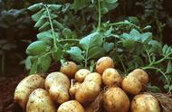 现在的土豆都是转基因的吗（转基因的番茄种类图片）