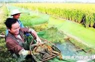 稻田自然养黄鳝亩产量