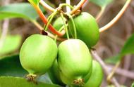 十大软枣猕猴桃品种（目前最好又高产的软枣猕猴桃品种）
