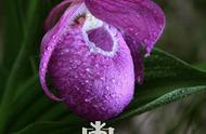 大花杓兰国家一级植物可以种吗（大花杓兰是保护植物吗）