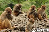 猴子的正确养殖方法（猴子养殖方法及注意事项）