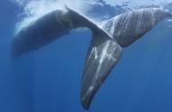 蓝鲸vs大白鲨（蓝鲸大战大白鲨）