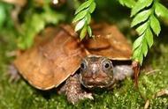 枫叶龟国内养活最久的多少年（枫叶龟几年能成熟）