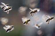 梦见蜂蜜蜂巢是什么征兆（梦见很多蜂巢和蜂蜜是什么征兆）