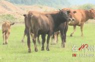 利木赞牛崽品种特点（纯种利木赞牛的特征）