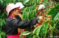越南哪里产咖啡（越南三大咖啡品牌）
