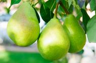 梨树怎么养护和管理（梨树管理三种方法）