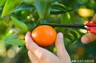 柑子橘子橙子怎么辨别（怎么区分柑子与橙子）