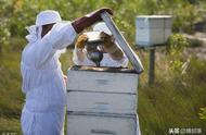 机械化养蜂（机械化养蜂视频大全）