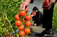 圣女果种植的几个最佳时间（圣女果种植全过程和管理方法）