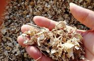 花生壳制作兰花肥效最高的植料（花生壳发酵怎么处理做兰花植料）