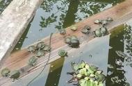 世界最大巴西龟照片（世界上最大的巴西龟有多大）