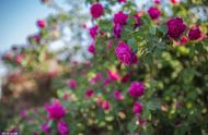 蔷薇花的繁殖方法和养护（蔷薇花的种植方法和时间）