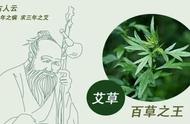 所有的艾草都能用作艾灸吗（艾草只有做艾灸才有效果吗）