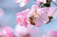 蜜蜂为什么喜欢采花（蜜蜂很少出来采花怎么回事）
