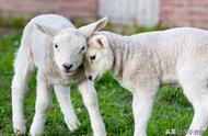 产羊羔多在白天还是多在晚上（羊羔出生多少天可以喂水）