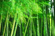 竹子种植方法及禁忌（竹子栽培时间与方法）