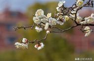 未须草草赋梅花全文（梅花绝句原文及译文）